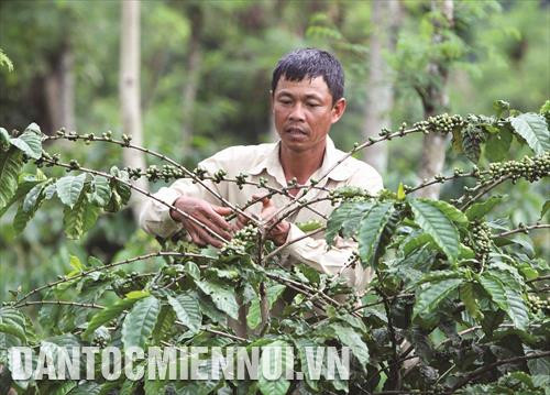 Kỹ thuật chăm sóc cây cà phê đầu mùa mưa