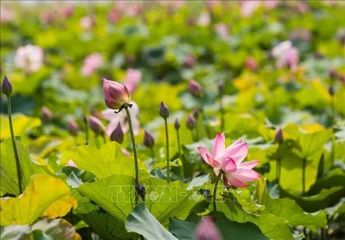Ao Sen - điểm nhấn văn hóa du lịch trên quê hương của Người