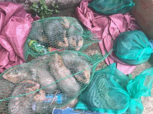 Bảo vệ động vật hoang dã (Bài 2)