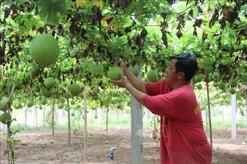 Trà Vinh: Hỗ trợ vốn vay ưu đãi cho hợp tác xã phát triển sản xuất
