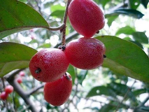 Kỹ thuật trồng cây nhót ngọt