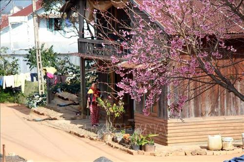 Mai anh đào khoe sắc trên phố núi Đà Lạt