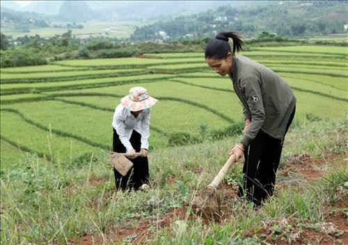 Than Uyên phát triển cây chè