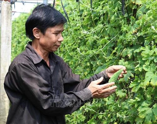 Trồng mướp đắng trái vụ