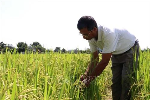 Đưa giống lúa chịu phèn trên vùng đất Tháp Mười vào sản xuất
