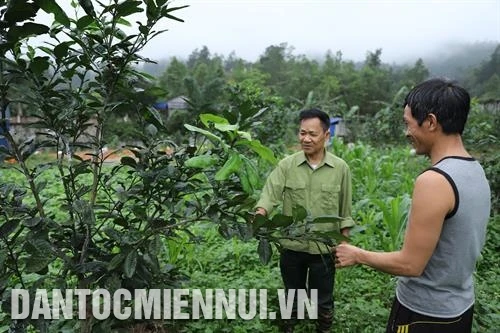 Người cựu chiến binh làm giàu trên mảnh đất quê hương