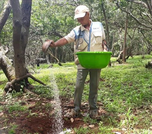 Sâu đục thân gây hại 800 ha điều ở Bình Phước
