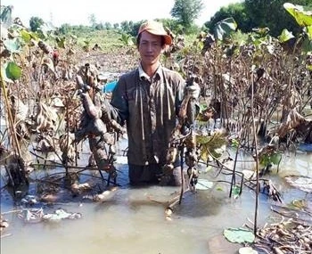 Hiệu quả cao từ mô hình trồng sen lấy củ của chị Nguyễn Thị Thanh Vân