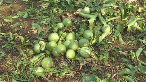 Mưa đá gây thiệt hại lớn cho nông dân Tân Lập