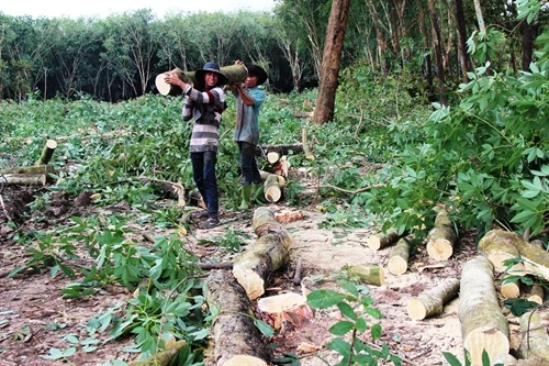 Cảnh báo tình trạng chặt bỏ cây cao su ởTây Ninh