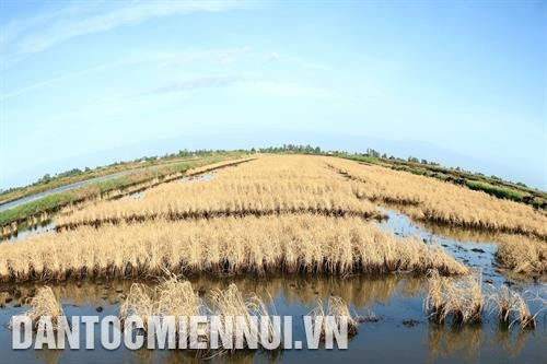 Hạn hán, xâm nhập mặn gây thiệt hại cho ngành nông nghiệp Cà Mau