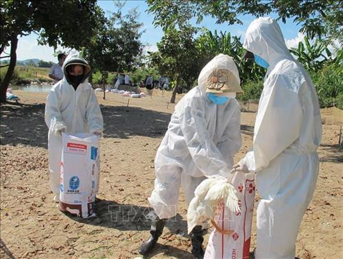Đắk Lắk phòng chống dịch cúm gia cầm A/H5N6