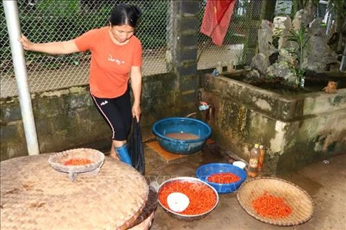 Tăng thu nhập từ phát triển cây dổi ở Chí Đạo