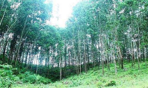 Tăng cường phòng cháy chữa cháy rừng trong mùa khô ở Tây Nguyên