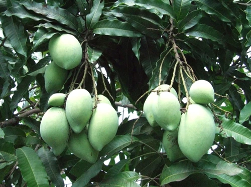 Trồng cây ăn trái trên đất cằn cho thu nhập cao