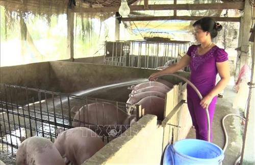 Tập trung tái đàn sau dịch tả lợn châu Phi