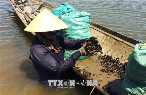 Thừa Thiên - Huế khai thác thế mạnh về nuôi trồng và đánh bắt thủy, hải sản