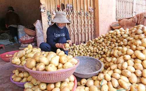 Cận cảnh quy trình “sơ chế” khoai tây Trung Quốc thành khoai tây Đà Lạt
