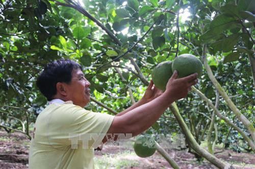 Trồng bưởi da xanh cho thu nhập hơn 1 tỷ đồng mỗi năm