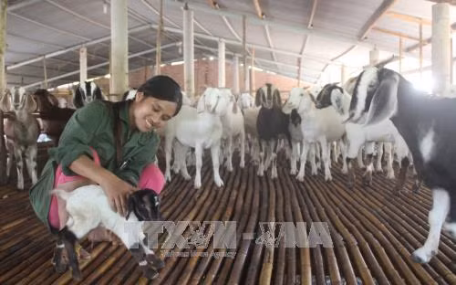 Thoát nghèo nhờ nuôi dê theo hình thức "ký gửi"