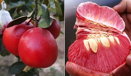 Bưởi đỏ tiến vua nức tiếng xứ Thanh