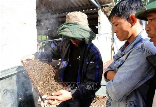 Hiệu quả mô hình "Nuôi ong để phát triển sinh kế bền vững"
