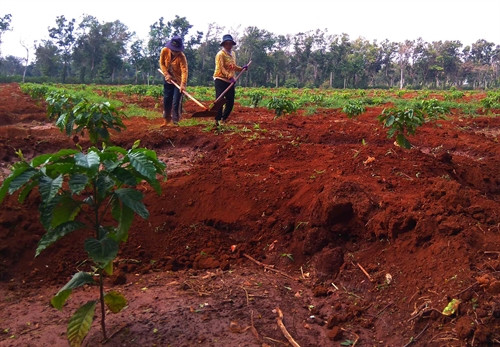 Áp dụng khoa học kỹ thuật vào tái canh cà phê