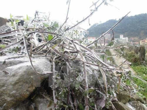 Thời tiết ngày 15/1: Không khí lạnh gây mưa rét ở miền Bắc trên diện rộng từ chiều