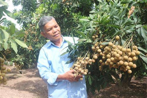 Nhãn thu hoạch sớm có giá cao gấp đôi