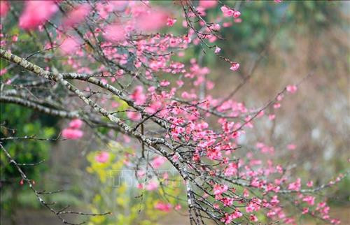 Thời tiết ngày 8/2: Mùng 4 tết Bắc Bộ, Trung Bộ nhiệt độ tăng nhanh, trời nắng