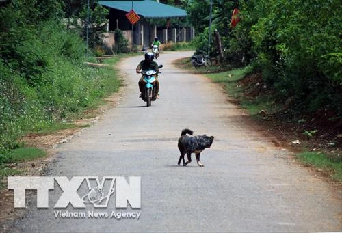 Điện Biên tăng cường các biện pháp phòng chống bệnh dại