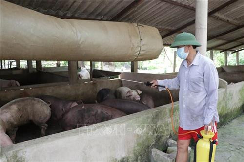Quảng Bình kiểm soát chặt dịch lở mồm long móng trên đàn trâu, bò
