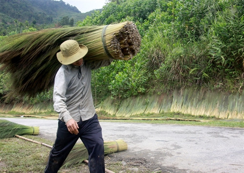 Người dân vùng cao Quảng Ngãi mất mùa “lộc rừng”