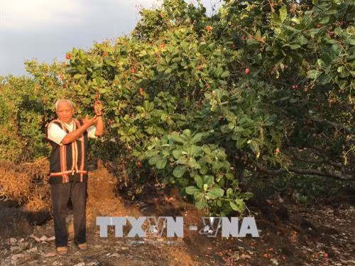 Già làng Rơ Chăm Glúch - “bóng Kơ nia” của dân làng Jrăng Blo