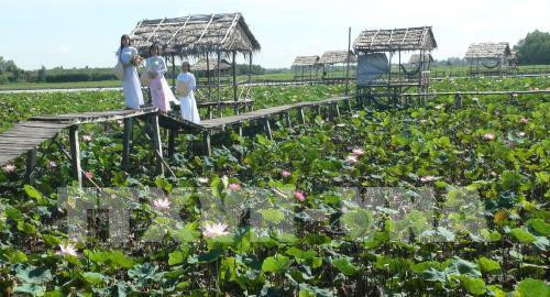 Tạo thương hiệu riêng cho sen Tháp Mười
