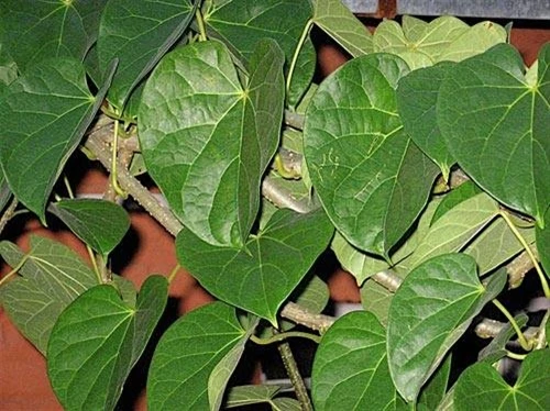Giloy – Cây thuốc chữa ung thư hiệu quả