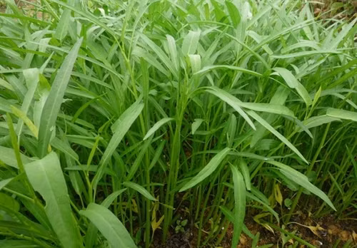 Hướng dẫn cách trồng và chăm bón rau muống