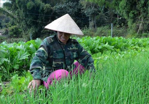 Hiệu quả mô hình trồng rau an toàn ở vùng cao Tủa Chùa