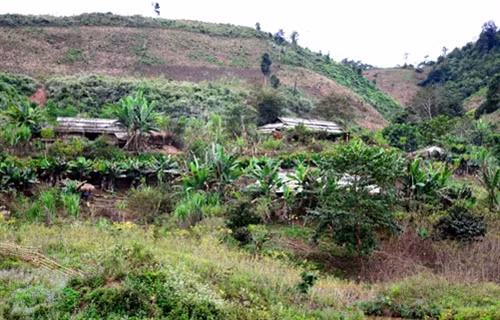 Ổn định cuộc sống cho người dân Mường Nhé