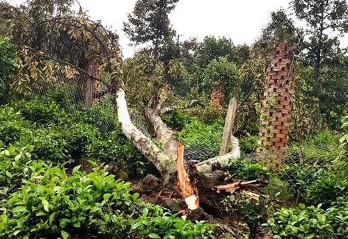 Hỗ trợ người dân khắc phục hậu quả lốc xoáy ở huyện Đạ Huoai, Lâm Đồng