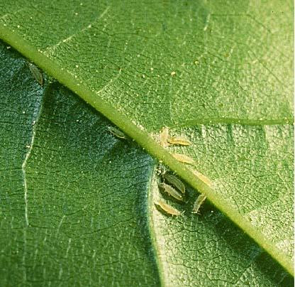 Cách phòng trị bọ trĩ, bù lạch gây hại ở cây trồng