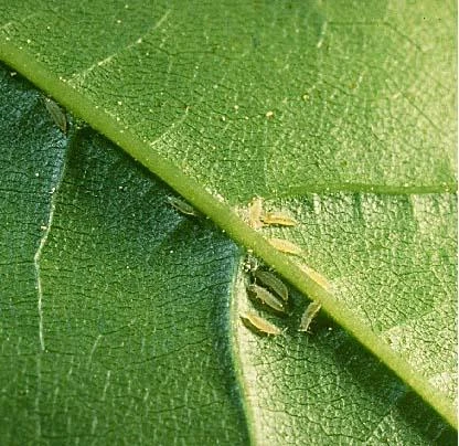 Cách phòng trị bọ trĩ, bù lạch gây hại ở cây trồng