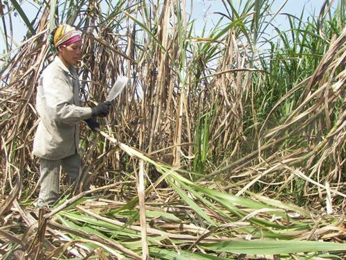 Các tỉnh miền núi phía Bắc phát triển cây mía bền vững