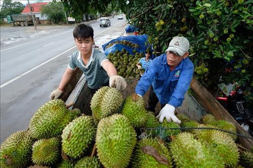 Khuyến khích nông dân sử dụng tem truy xuất nguồn gốc thương hiệu “Sầu riêng Đạ Huoai”