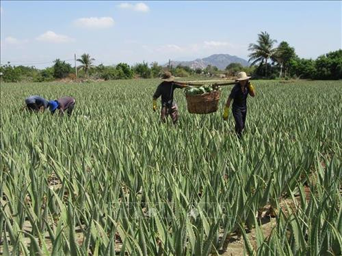 Nha đam Ninh Thuận bán chạy giữa mùa nắng nóng