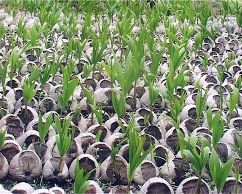 Cơ hội làm giàu từ trồng dừa sáp