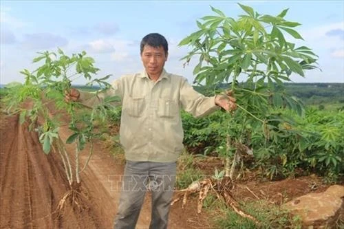 Bệnh khảm lá sắn “hoành hành” trên 1.000 ha ở Bình Phước
