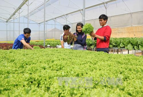 Hà Nội đẩy mạnh xây dựng mô hình nông nghiệp công nghệ cao