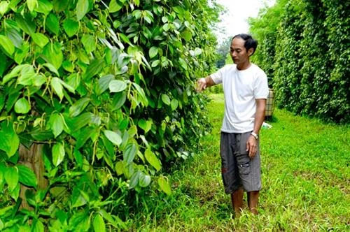 Cho những vườn hồ tiêu tươi xanh ở huyện Chư Sê