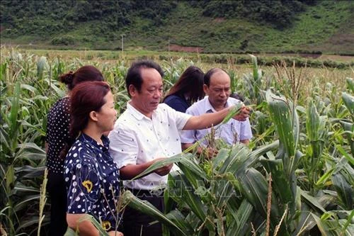 Diễn đàn khuyến nông "Giải pháp phòng, chống sâu keo mùa thu hại ngô"